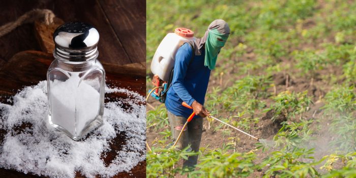 Latest GMO Propaganda: Roundup is Less Toxic Than Table Salt