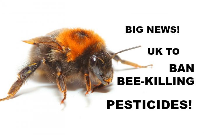 UK Will Back Full Ban on Bee-Killing Pesticides