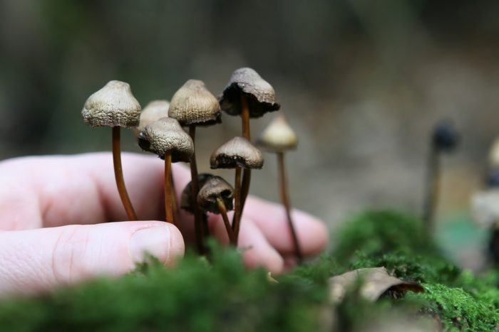 Magic Mushroom Legalization Gets Nod to Move Toward California Ballot