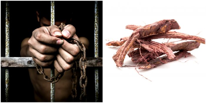 Brazil is Offering Its Prisoners Ayahuasca for Rehabilitation