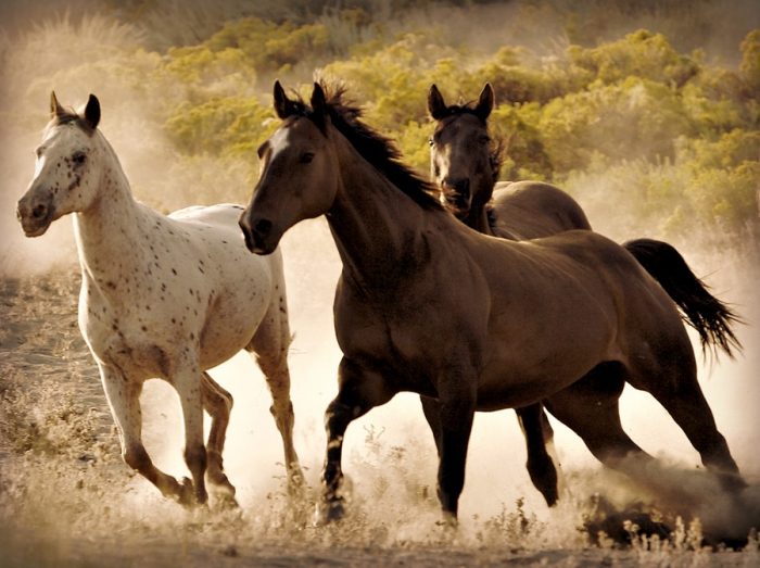 US Government Gearing Up to Slaughter 90,000 Wild Horses