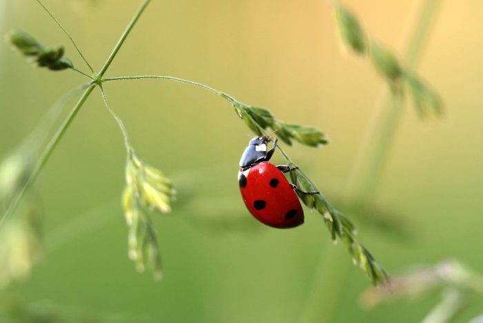 Five Reasons Not To Spray The Bugs In Your Garden This Summer