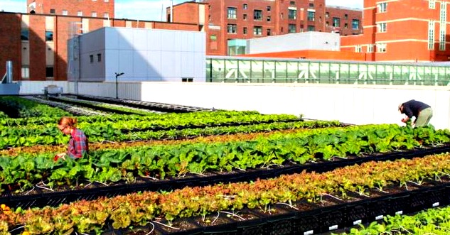 Hospital Constructs Biggest Organic Rooftop Farm In Boston
