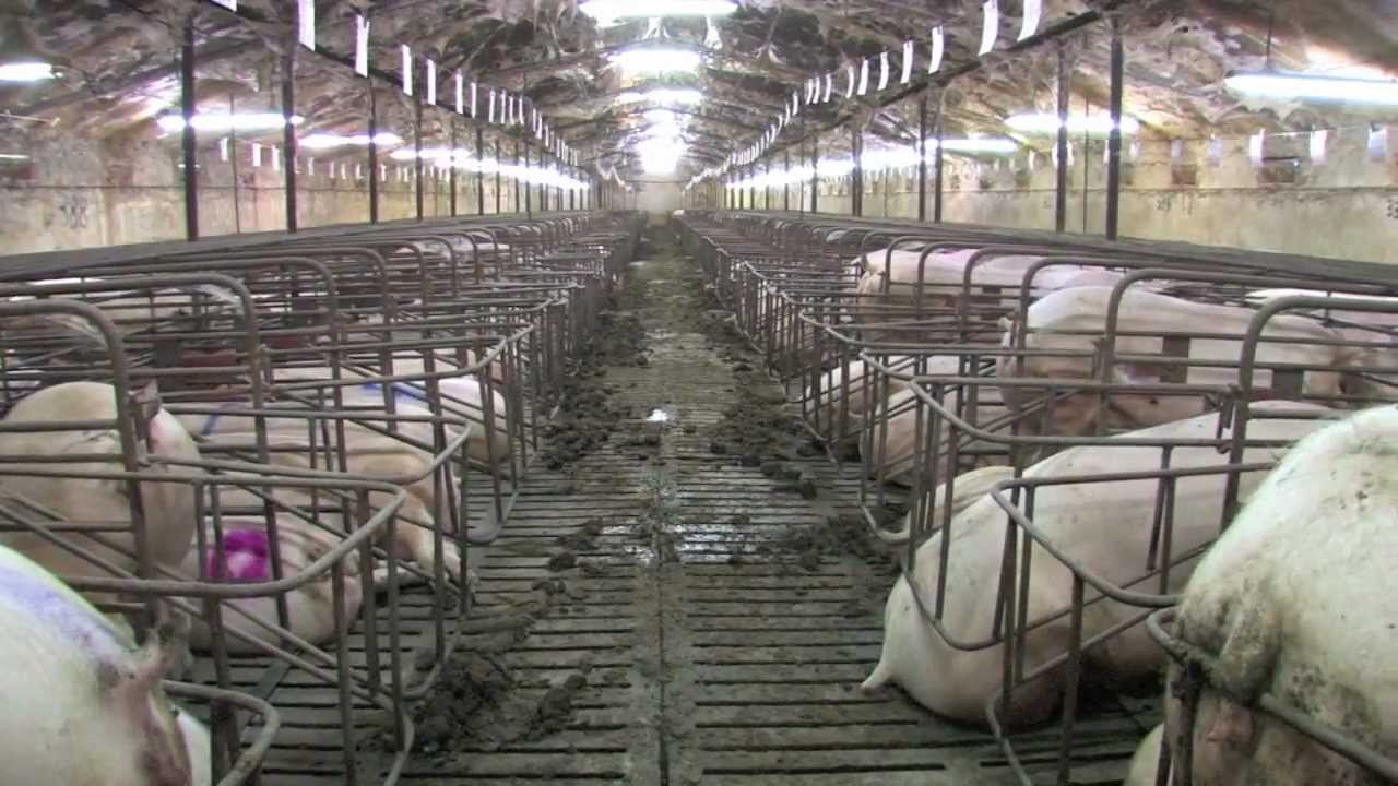 Business plan of pig farming