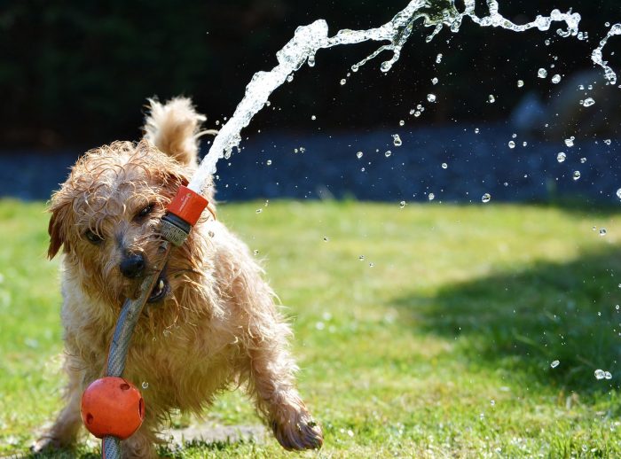 Dos and Don’ts for Creating a Dog-Friendly Garden