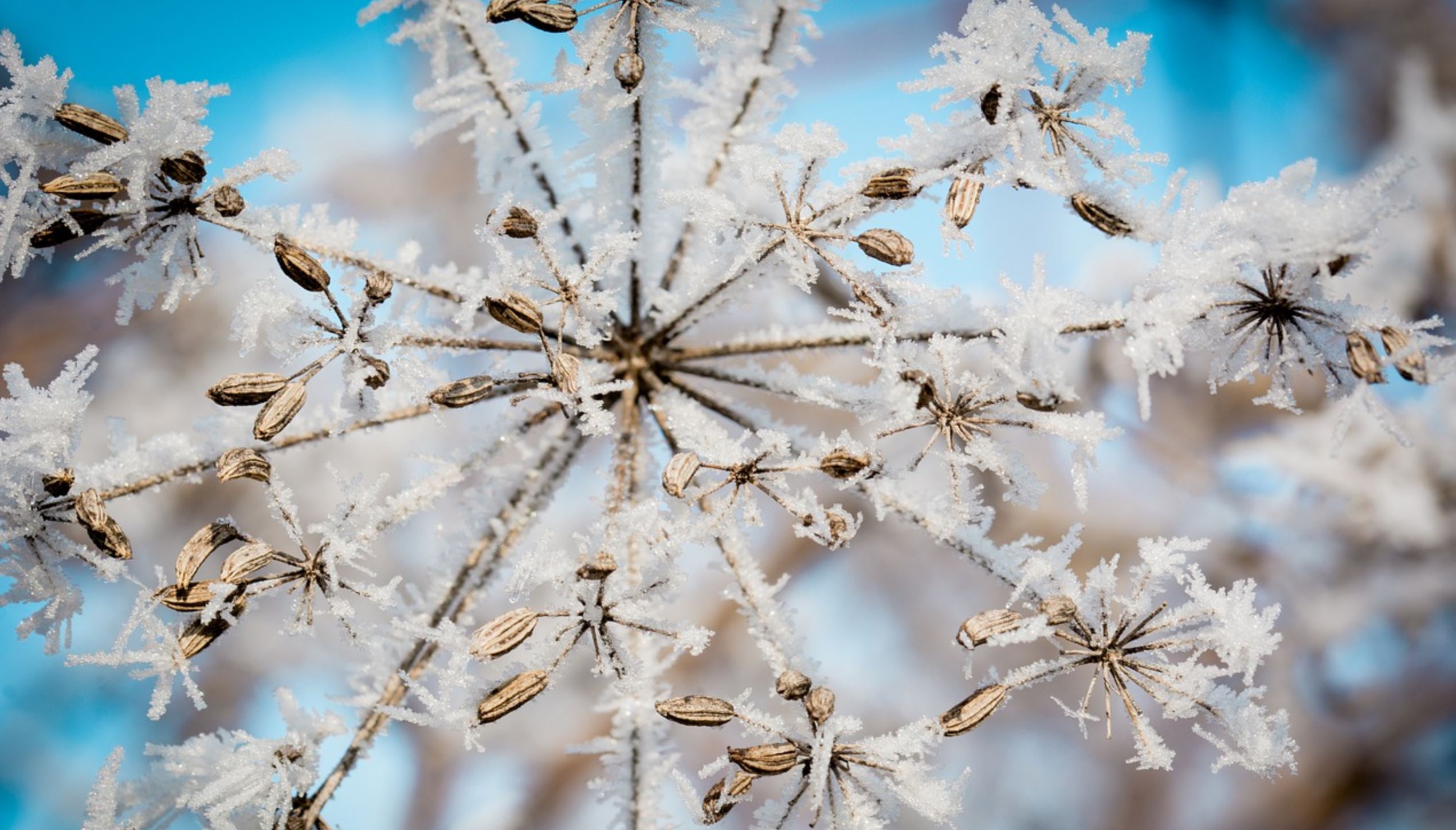 Geoengineered Nucleated Snowstorms: Do They Cause Physical Distresses?