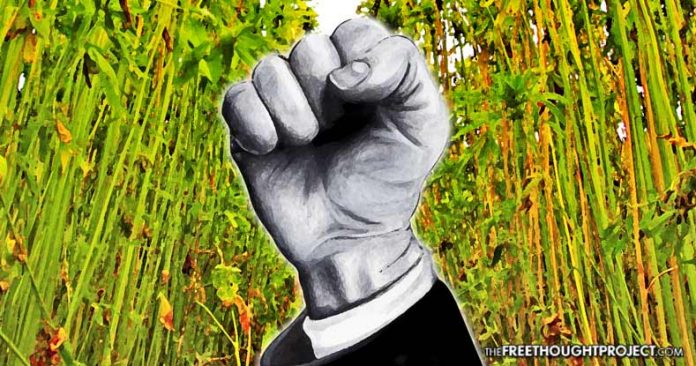 Wisconsin Just Quietly Disobeyed the Feds to Legalize Hemp Farming Again Hemp