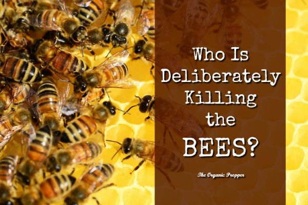Who Is Deliberately Killing the Bees…and Why?