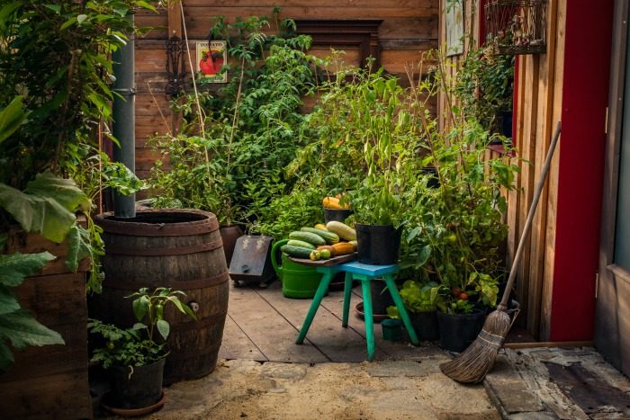 How To Grow Vegetables Year-Round in Container Gardens