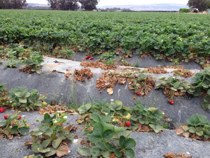 Healthy to Eat, Unhealthy to Grow: Strawberries Embody the Contradictions of California Agriculture