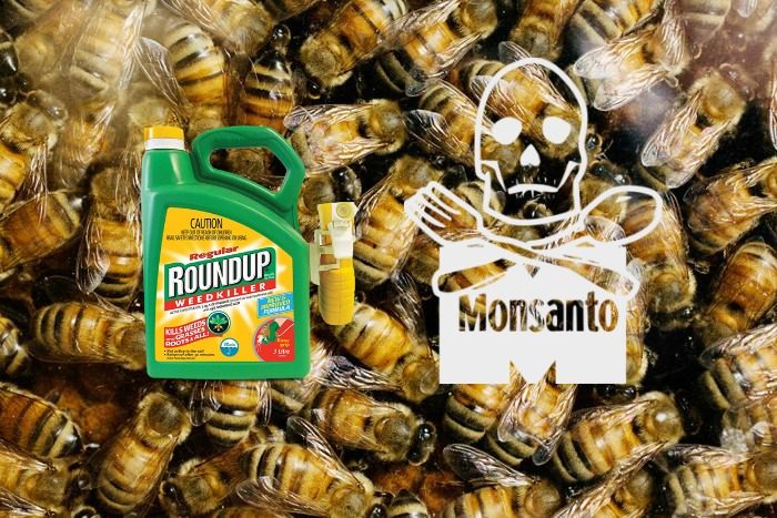 Glyphosate and Fungicides Attract Honey Bees To Them – Bee Decline