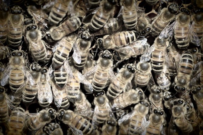 Honeybees at risk from Zika pesticides
