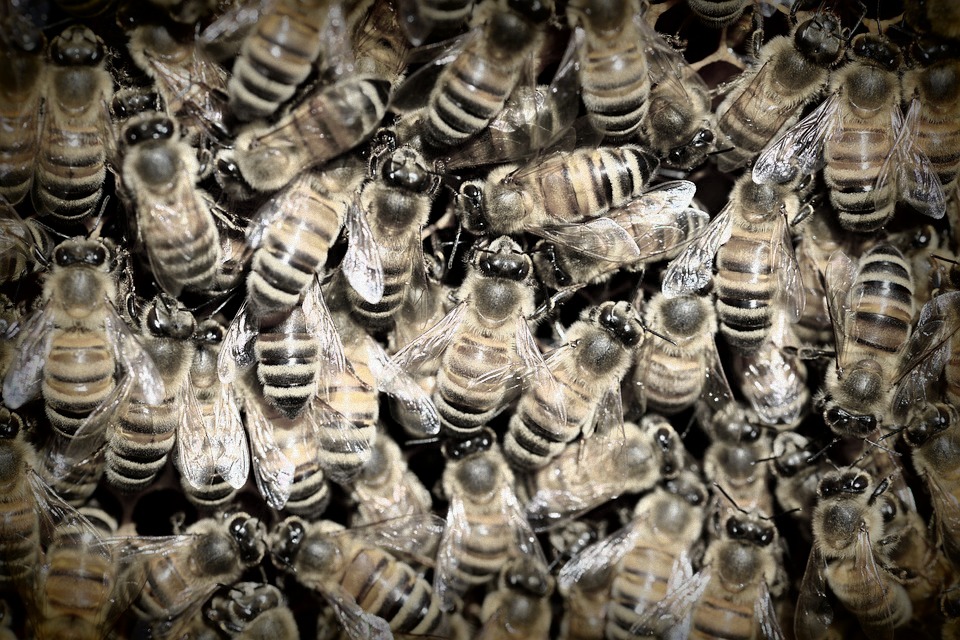 Honeybees Zika pesticides