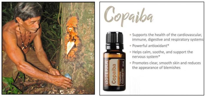 Copaiba Essential Oil: Better Than Hemp Oil!