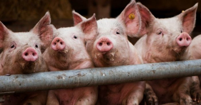 50 Groups Back Landmark Effort to Halt ‘Out of Control’ Factory Farming in Iowa