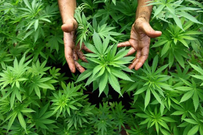 Marijuana Legalization Reduces Opioid Deaths