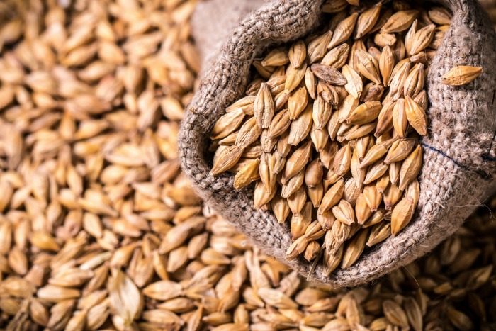 How to Grow and Use Barley at Home