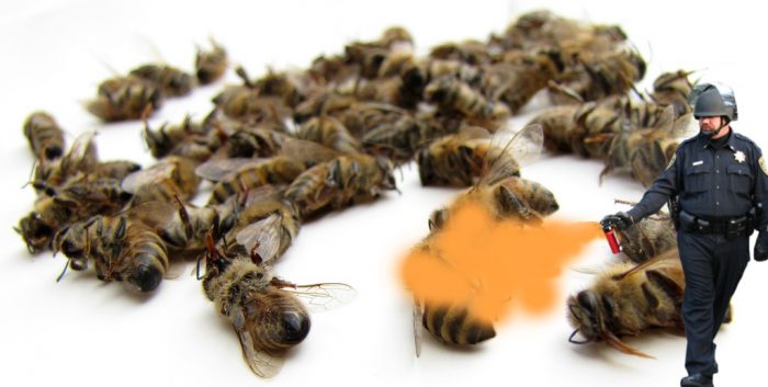 Local Australian Government Murders 50,000 Bees Over One Complaint