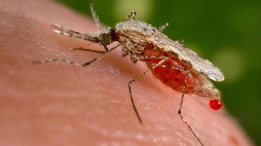 Burkina Faso Set for Risky GM Mosquitoes Trial with ‘No Benefits’