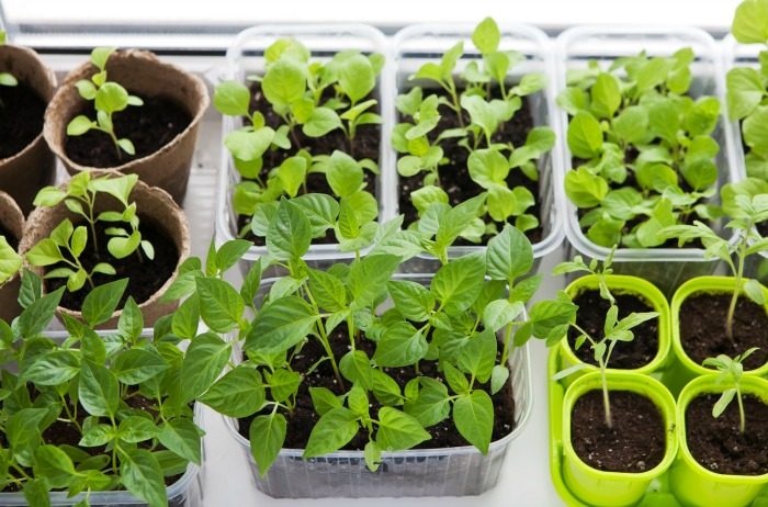 A Step-By-Step Guide for Starting Seeds Indoors