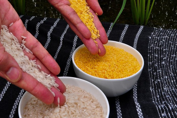 GMO Golden Rice Lacks Nutritional Benefit Says FDA