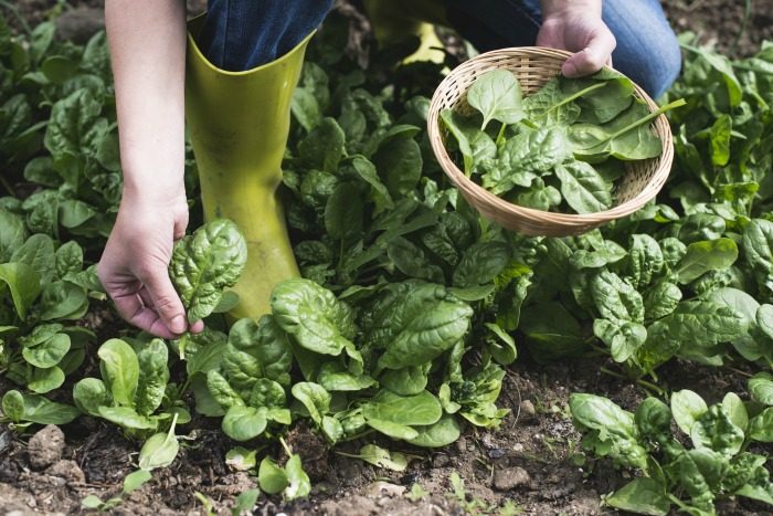 How To Grow Spinach