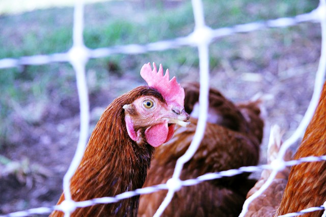 USDA Kills Animal Welfare Rule Angering Organic Farmers and Advocates