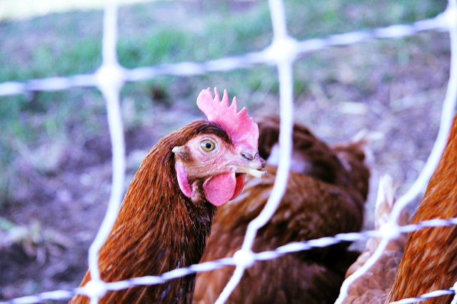 USDA Kills Animal Welfare Rule Angering Organic Farmers and Advocates
