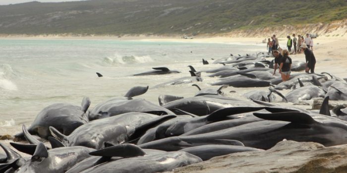 150 Whales Mysteriously Beached on Australian Shore, Few Survivors