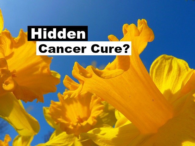 Daffodils Could Be a Cancer Cure Someday