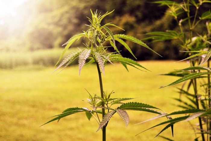 After Multiple States Resisted, Feds Propose Bill To Legalize Growing Hemp—NATIONALLY