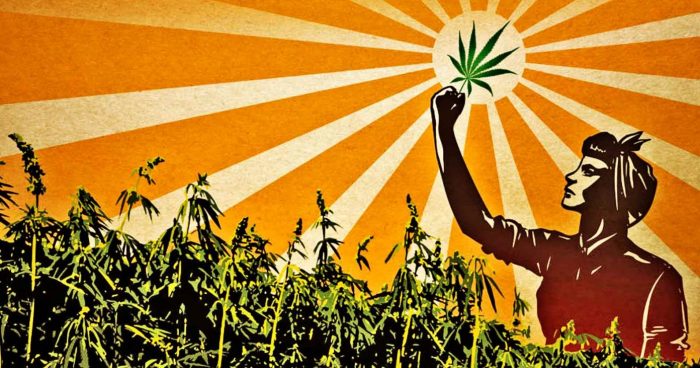 Alaska Politicians Disobey the Feds and Pass Law to Grow Commercial Hemp