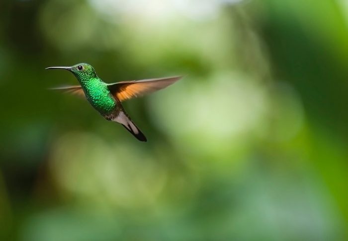 Pesticides May Now Be Dropping Hummingbird Populations Too