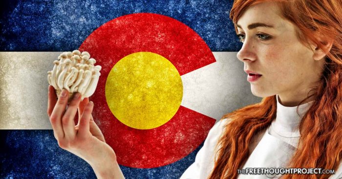 After Legal Weed, Colorado Now Taking Steps to Legalize Magic Mushrooms