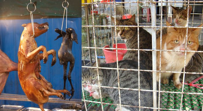 The Dog and Cat Meat Trade in South Korea
