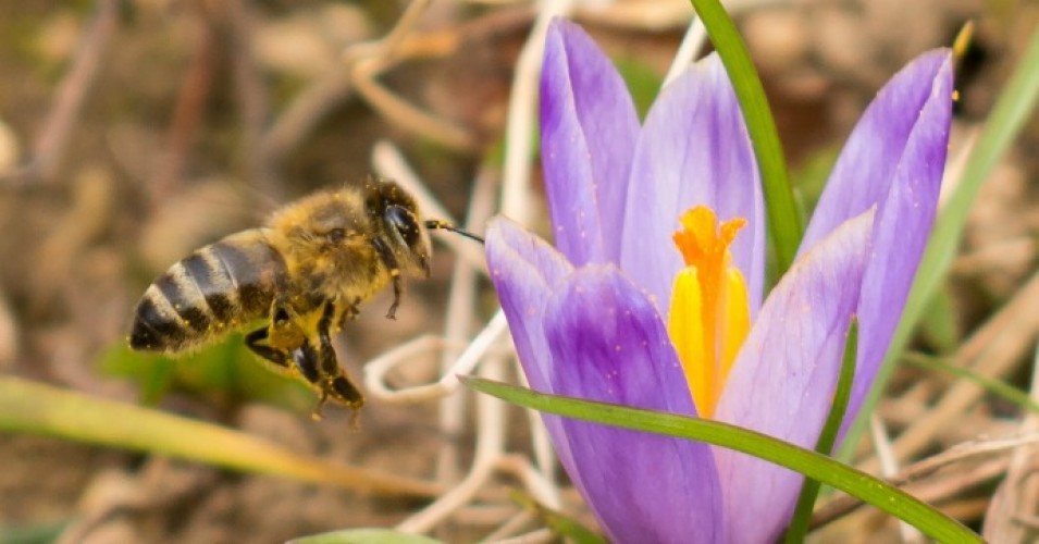EU Bans Bee-Killing Pesticides in Huge Win for Pollinators