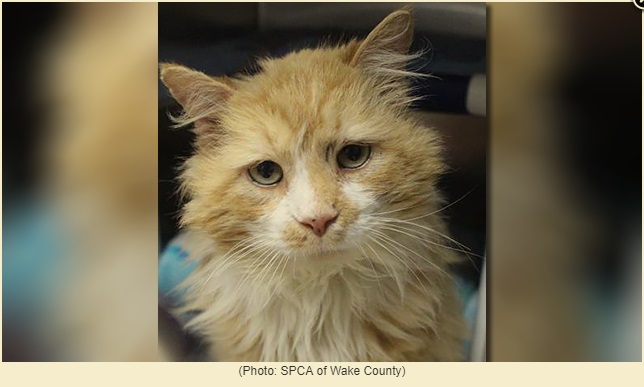 Cat Walked Back 12 Miles to Family Who Rejected Him and His Face Shows It