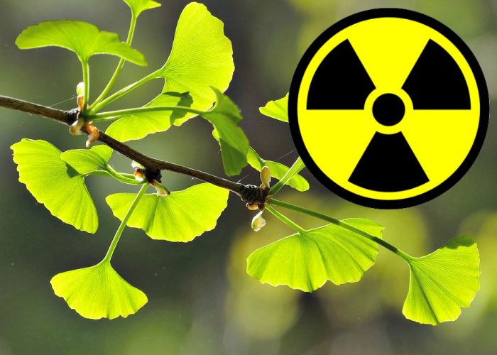 Health Benefits of Ginkgo Biloba Include Fighting Radiation Exposure