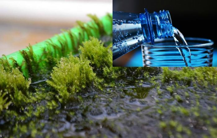 The Miracle Moss That Removes Arsenic from Drinking Water
