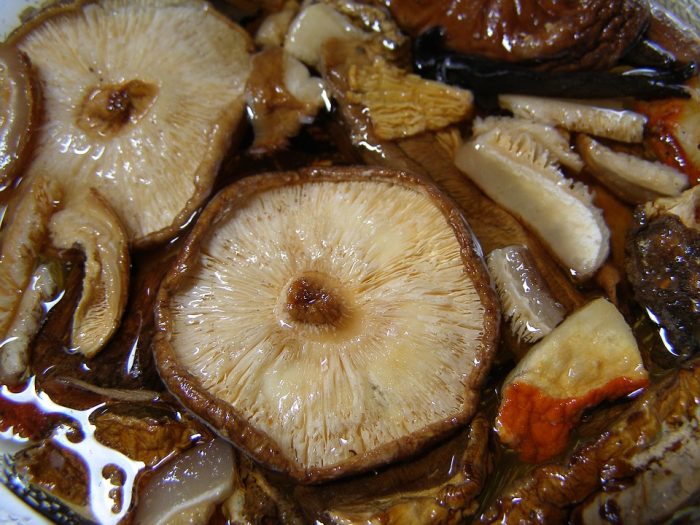 How to Make a Medicinal Mushroom Extract