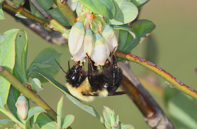 Beyond honey bees: Wild bees are also key pollinators, and some species are disappearing