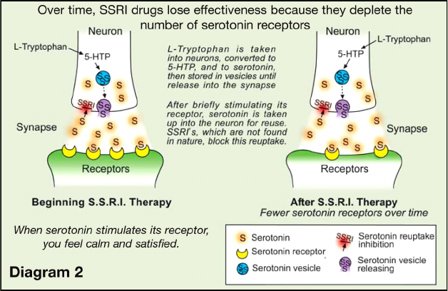 A Novel 5ht3 Receptorigf1 Mechanism Distinct From Ssri