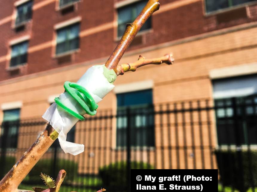 Guerilla Gardeners Are Grafting Fruit Onto City Trees Colorful-graft-1