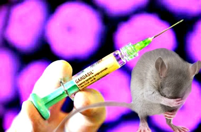 Abnormal Behavior Seen In Mice Given Gardasil HPV Vaccine hpv adjuvant