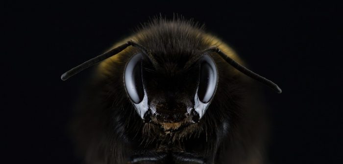 Honeybee Death Survey Masks True Scale of Pollinator Crisis