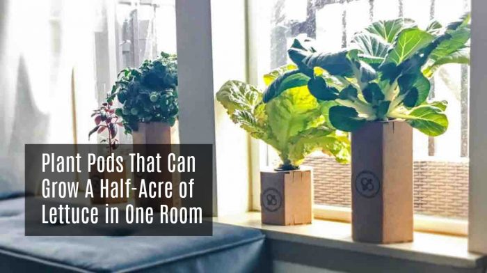 These Affordable Plant Pods Can Grow A Half-Acre of Lettuce in One Room