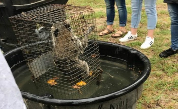Teacher Had Students Drown Live Raccoons In Class