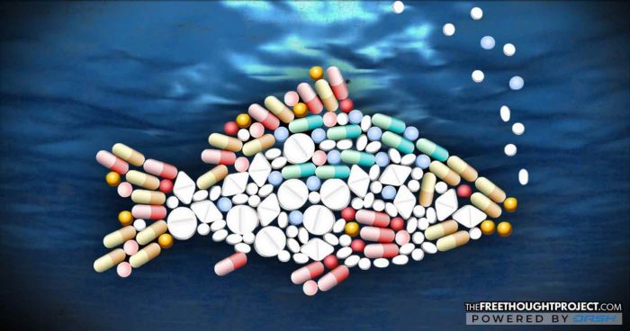 As U.S. Opioid Epidemic Skyrockets, Sea Life Now Testing Positive for Big Pharma’s Oxycodone