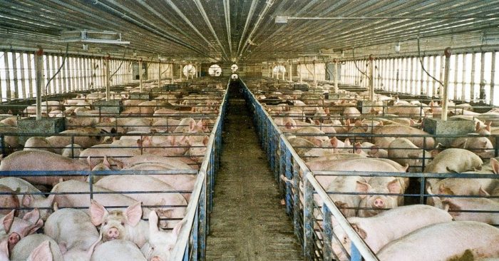 Calling for Overhaul of Nation’s Food System, New Campaign Seeks Ban on Factory Farms