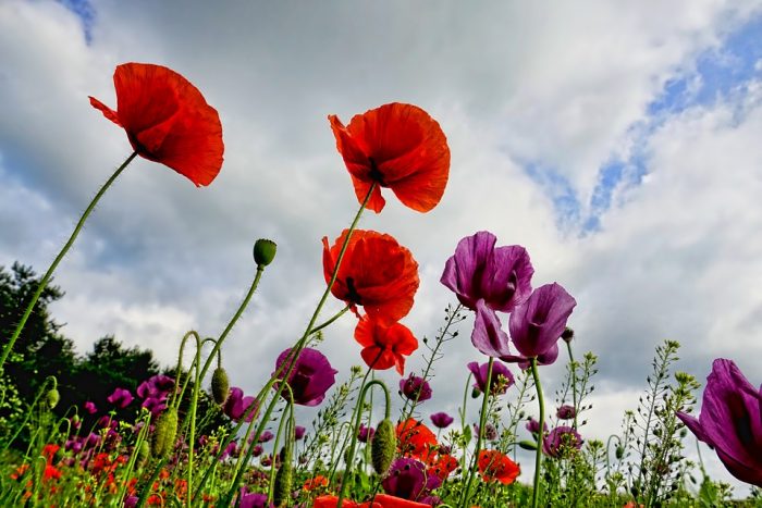 Small Town Flower Farm Accidentally Pulls People Out of Depression